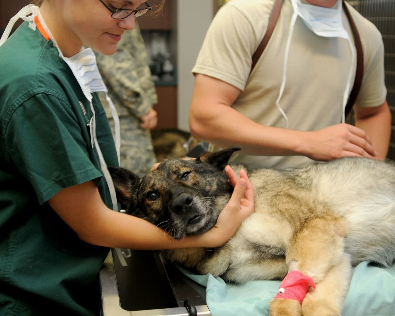 vétérinaire qui traite un chien malade