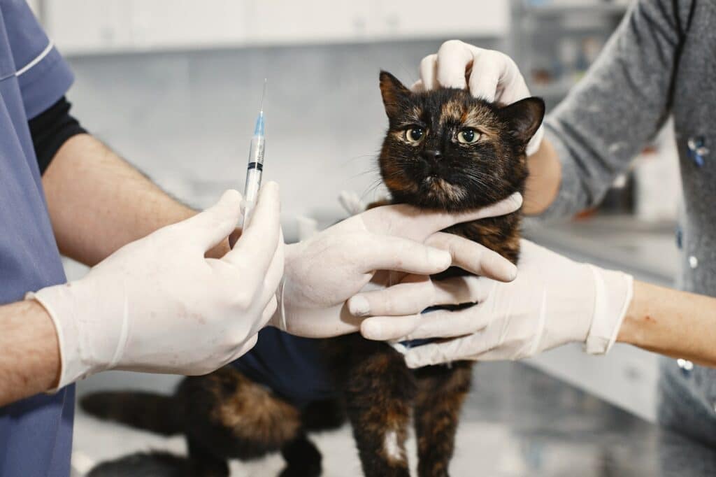 consultation d'un chat chez le vétérinaire