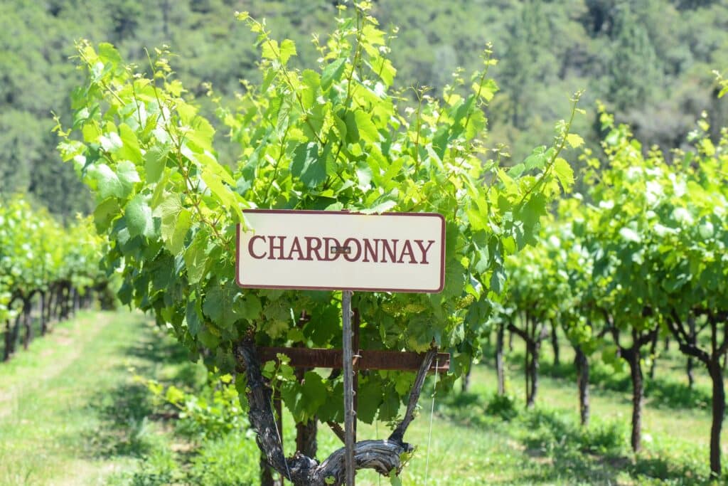 cepage chardonnay
